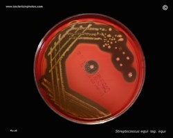 streptococcus equi culture on blood agar